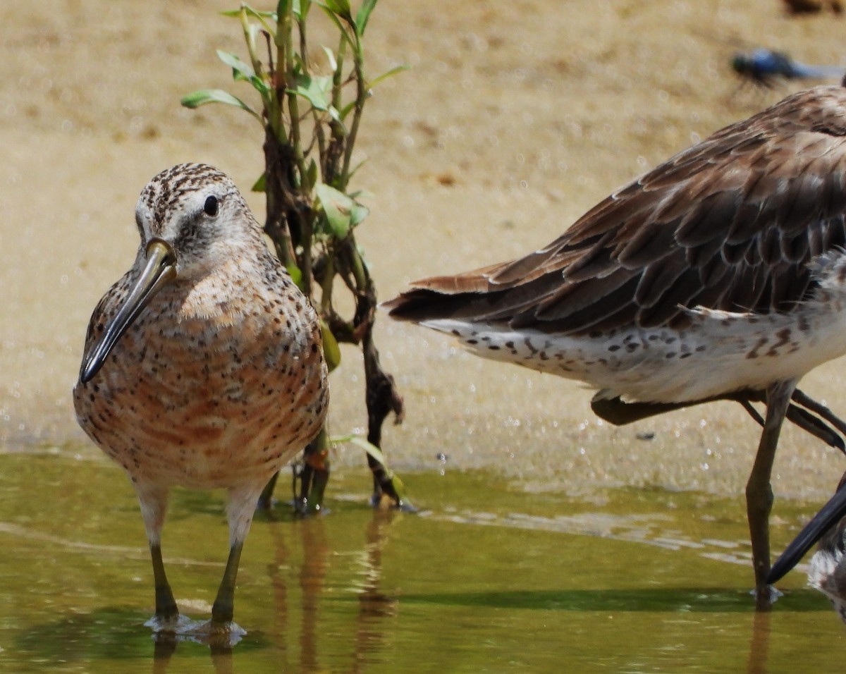 Short-billed Dowitcher - ML619882705