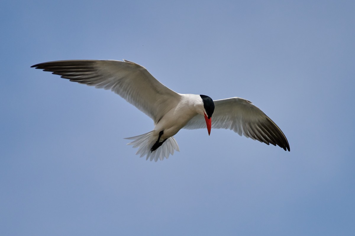 Caspian Tern - ML619882719