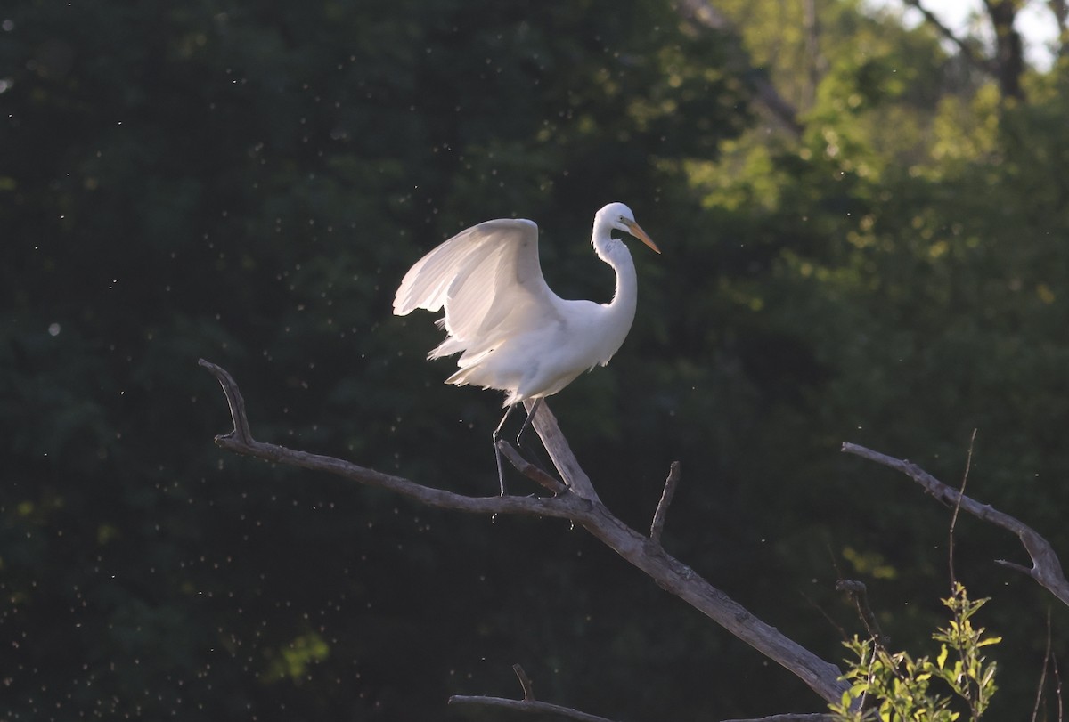 Great Egret - ML619882725