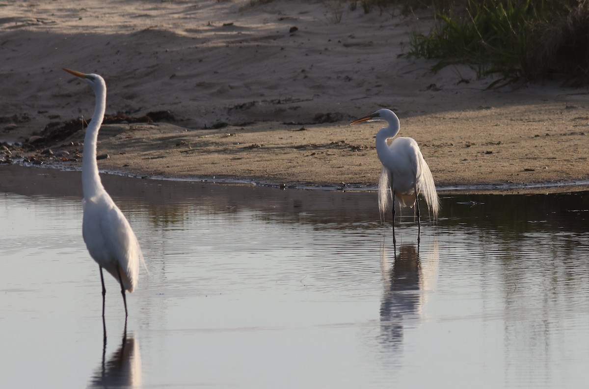 Great Egret - ML619882726