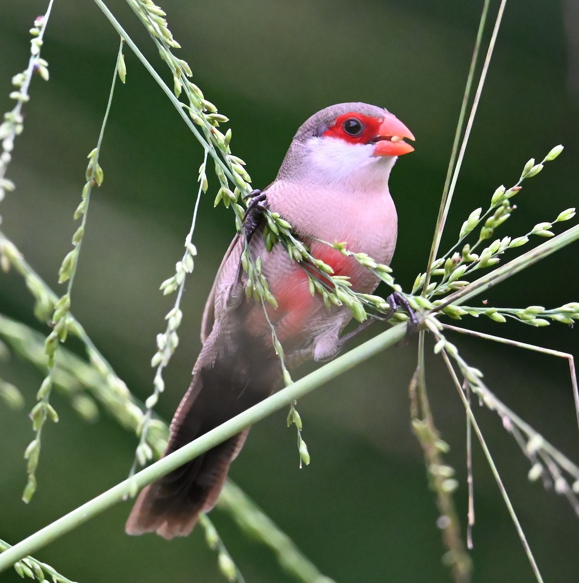 Common Waxbill - ML619882733