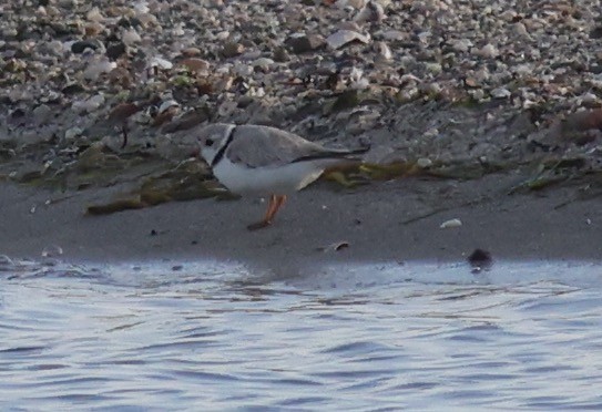 Piping Plover - ML619882738