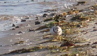 Piping Plover - ML619882739