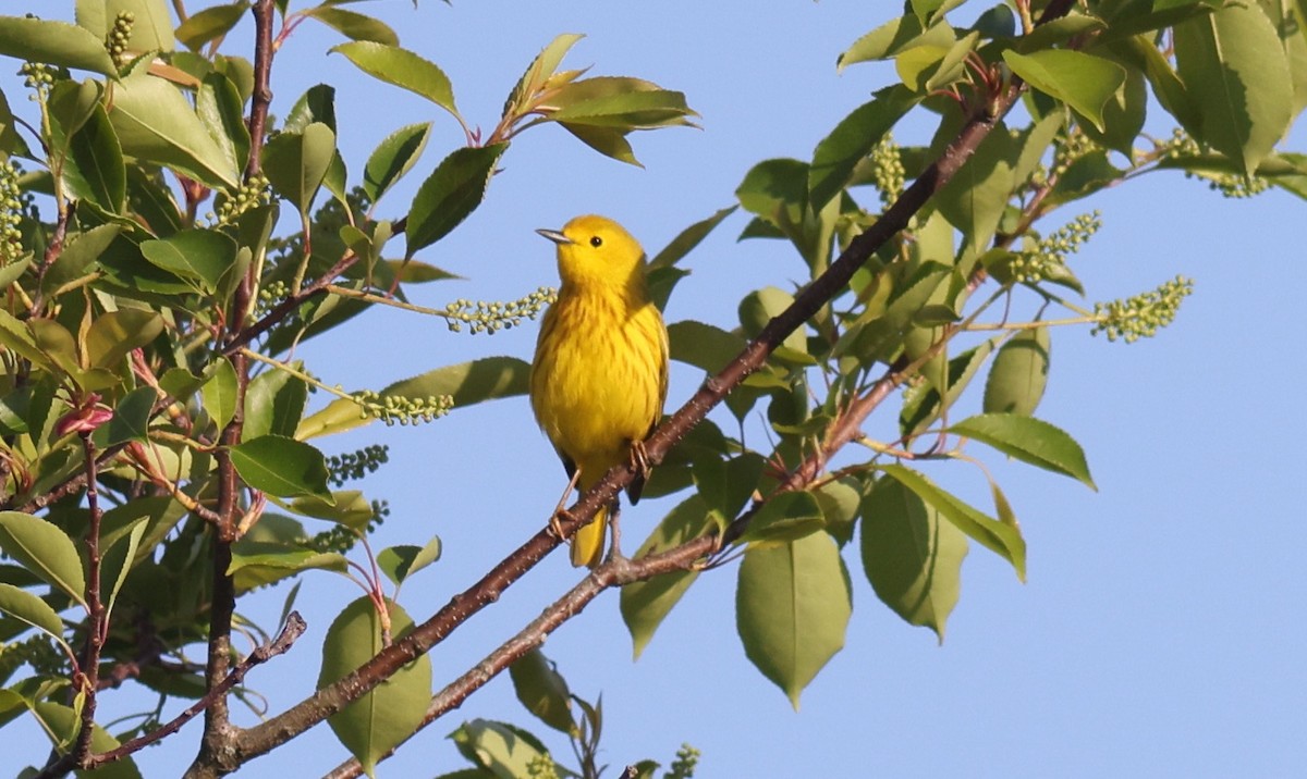 Yellow Warbler - ML619882746