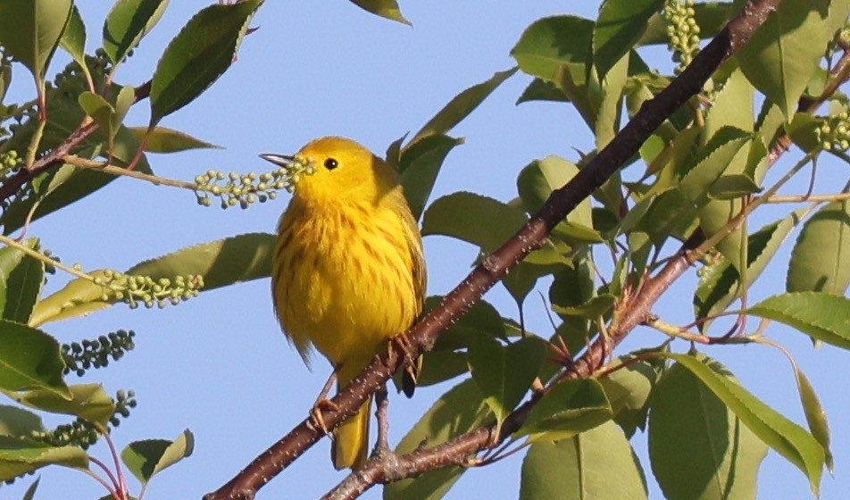 Yellow Warbler - ML619882747