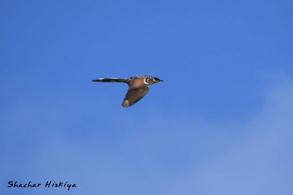 Great Spotted Cuckoo - ML619882750