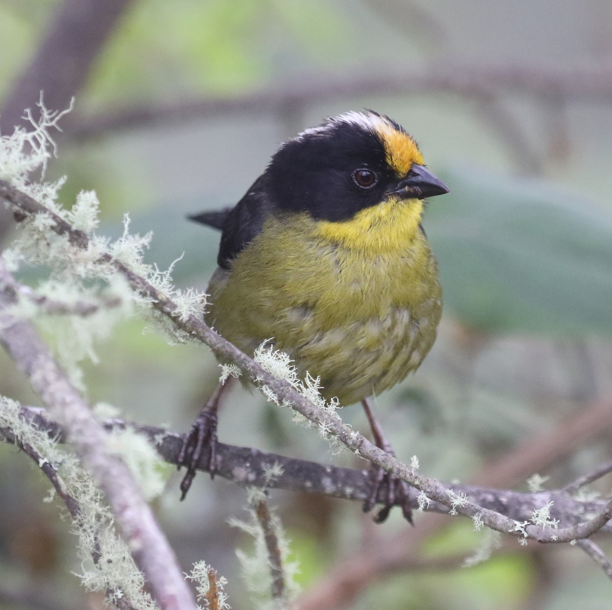 Pale-naped Brushfinch - ML619882752