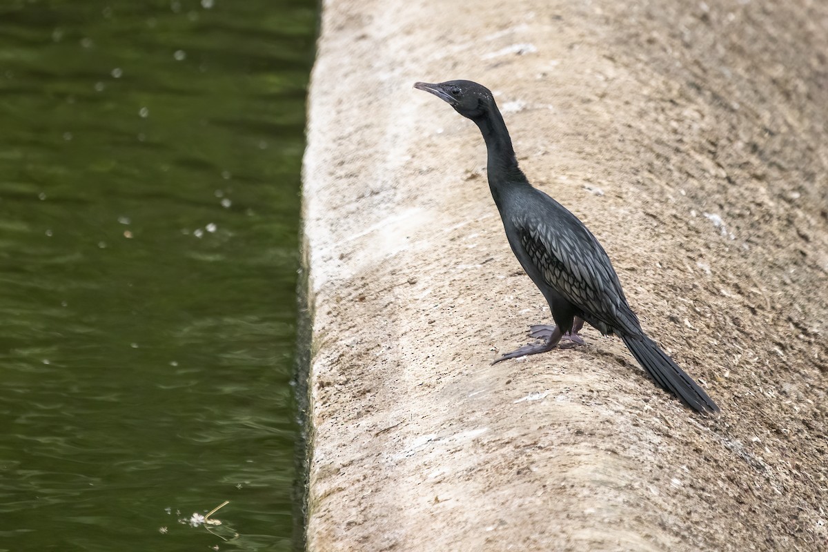 Little Cormorant - ML619882753