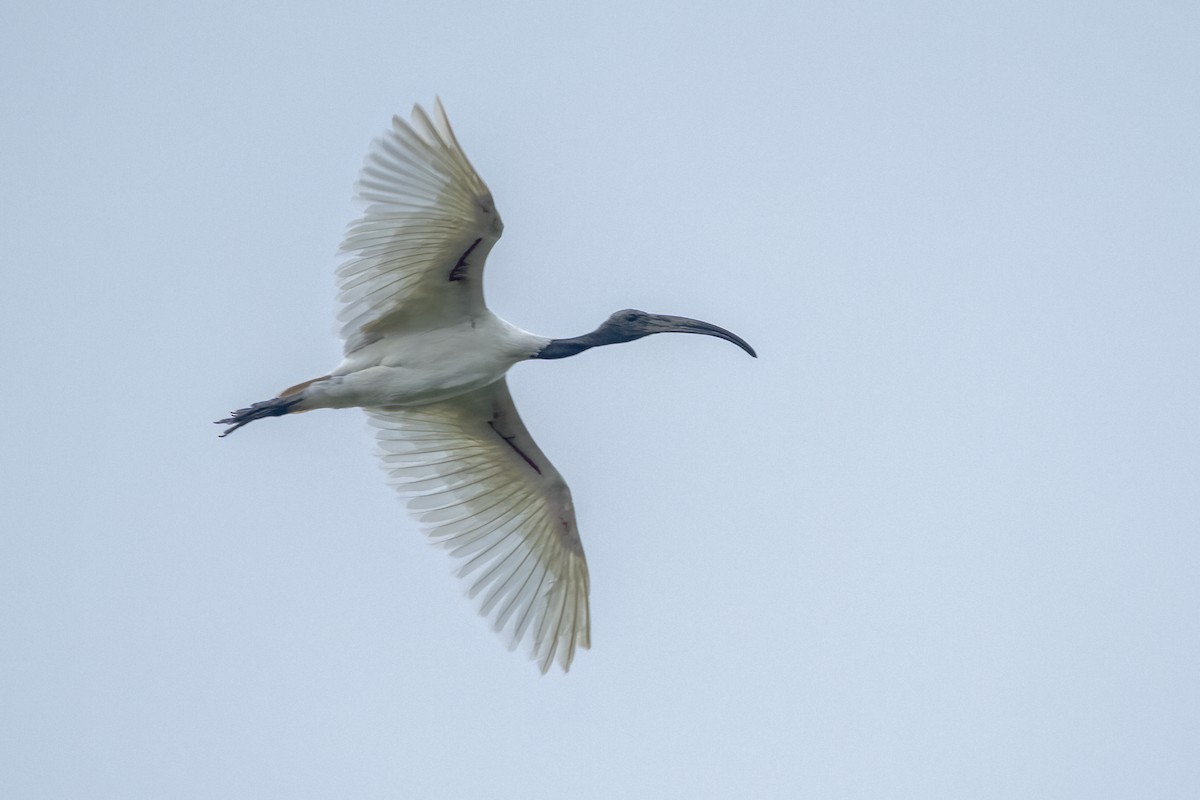 ibis černohlavý - ML619882756