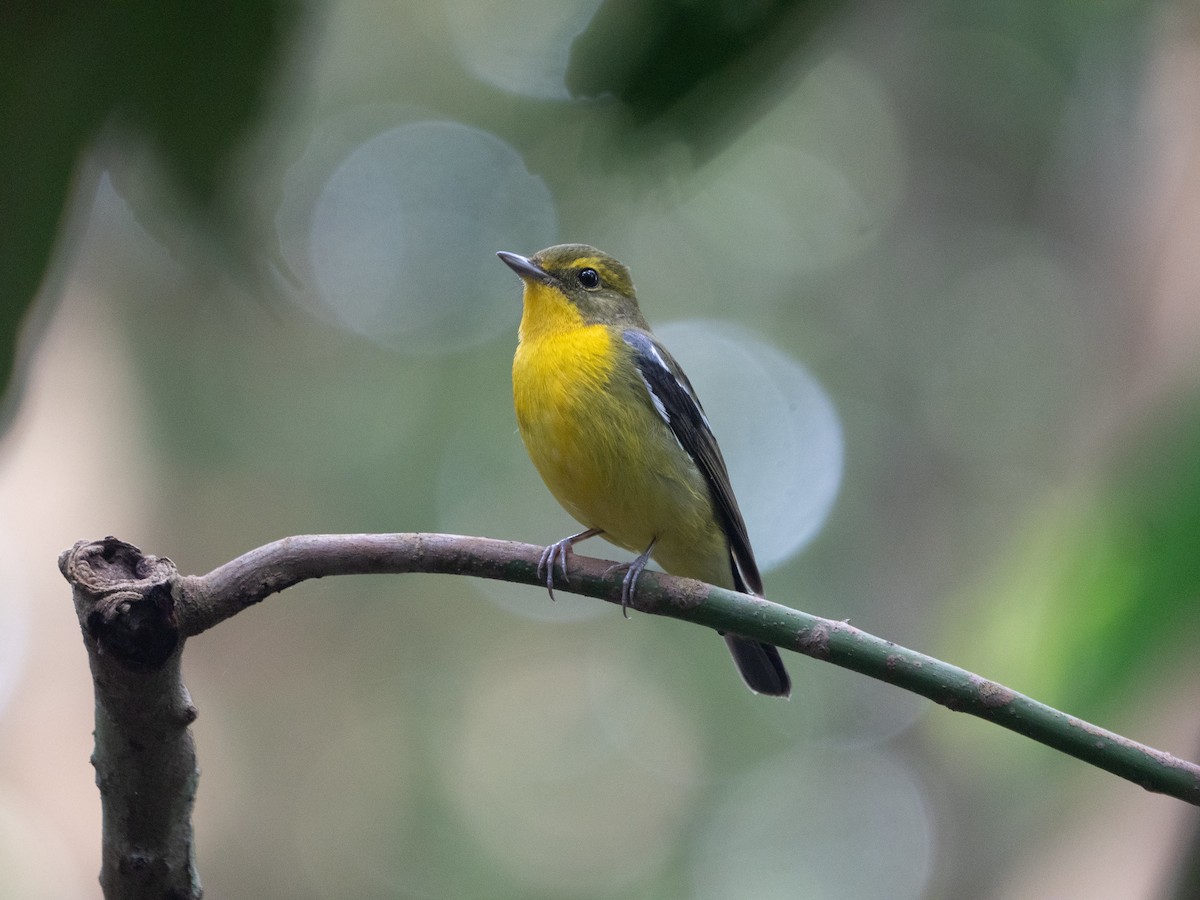 Green-backed Flycatcher - Anonymous