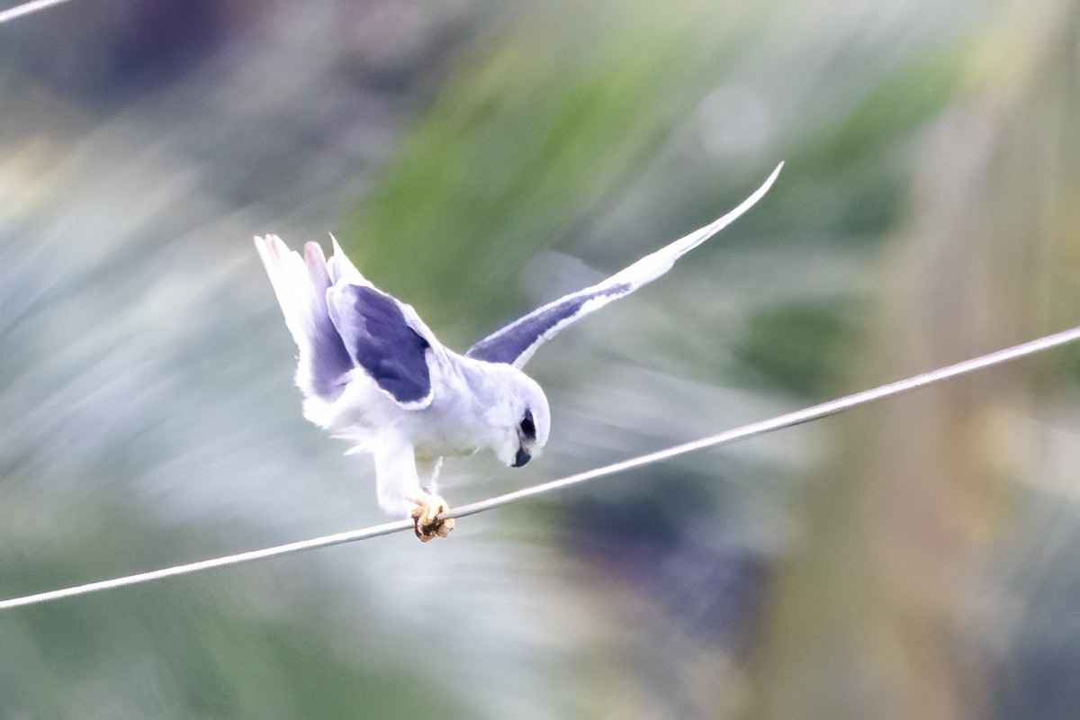 Black-winged Kite - ML619882767