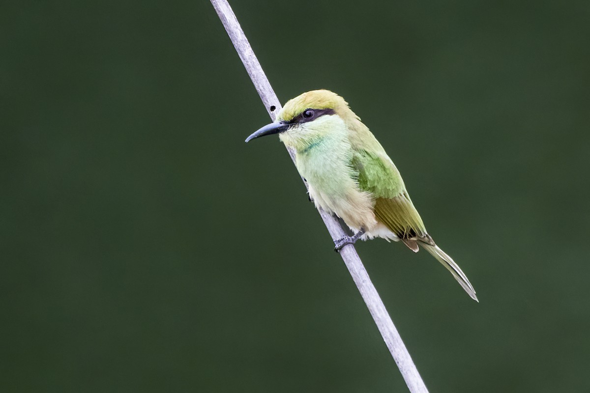 Asian Green Bee-eater - ML619882777