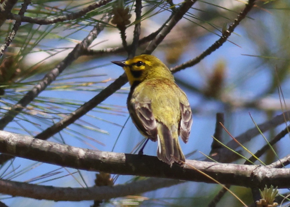 Prairie Warbler - ML619882780