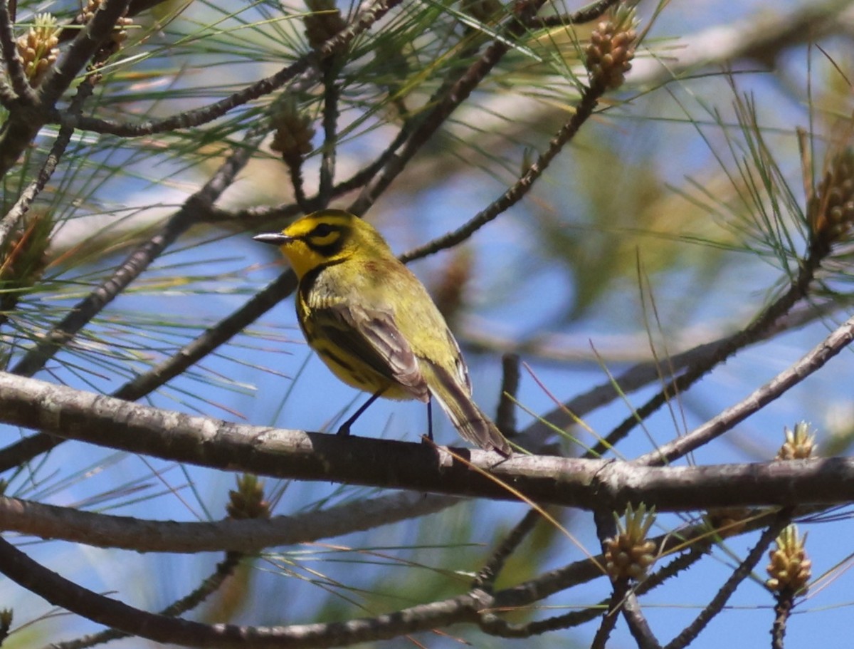 Prairie Warbler - ML619882781