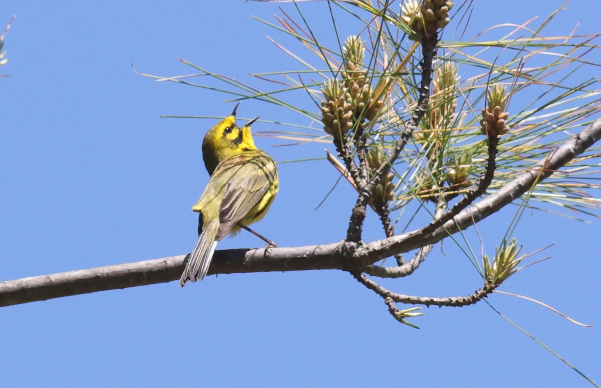 Prairie Warbler - ML619882784