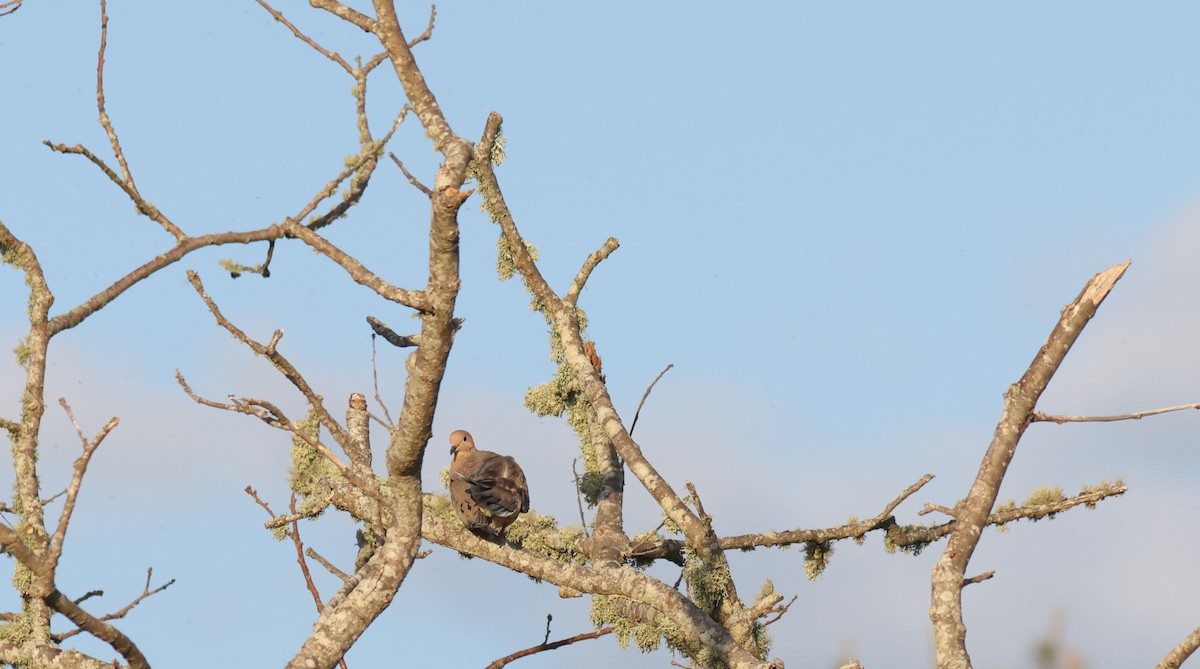 Mourning Dove - ML619882797