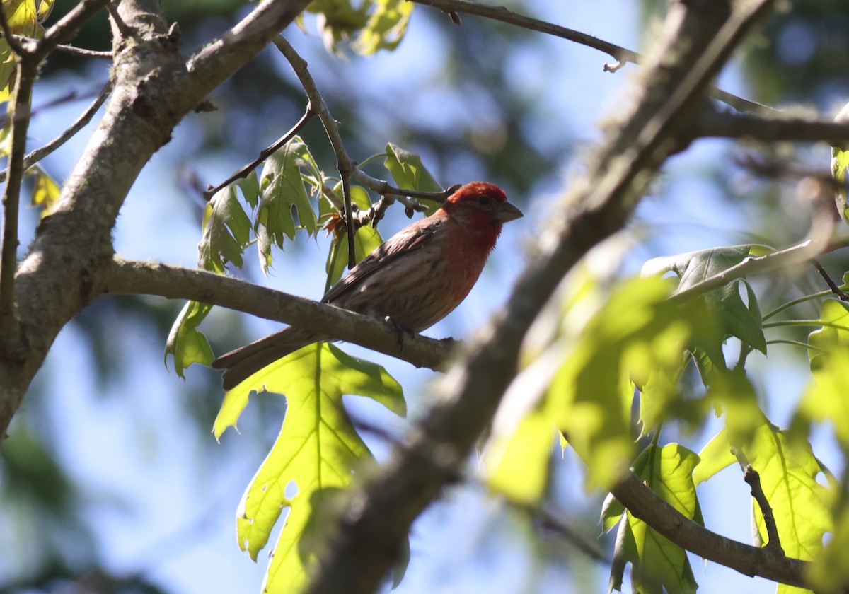 House Finch - ML619882802