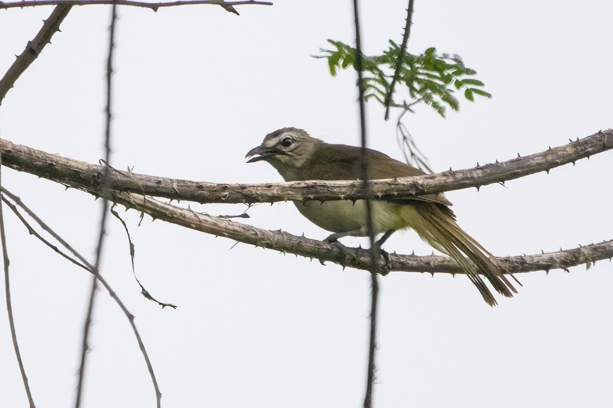 Bulbul à sourcils d'or - ML619882803