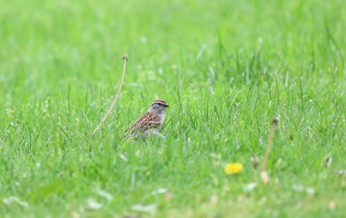 Chipping Sparrow - ML619882804
