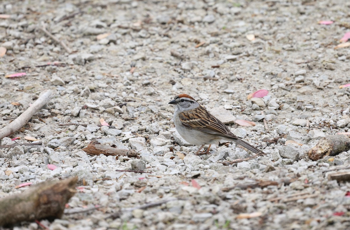 Chipping Sparrow - ML619882805