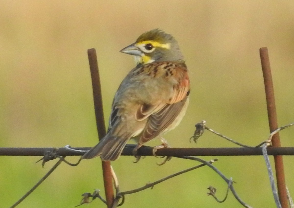 Dickcissel - ML619882822