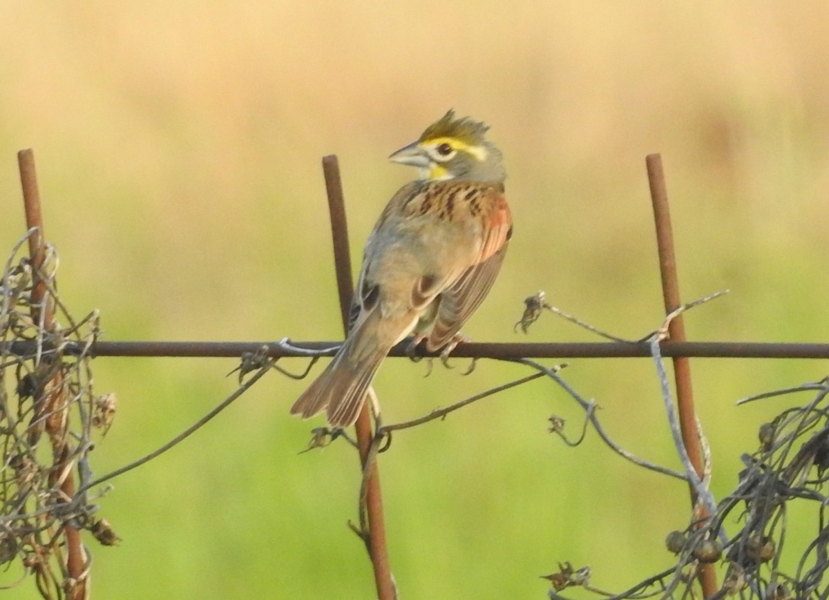 Dickcissel - ML619882823