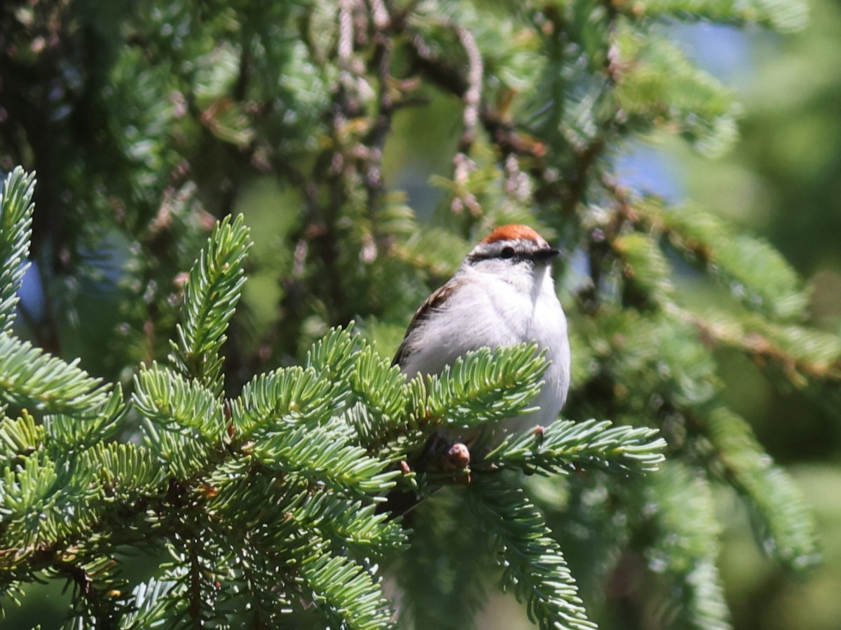 Chipping Sparrow - ML619882825
