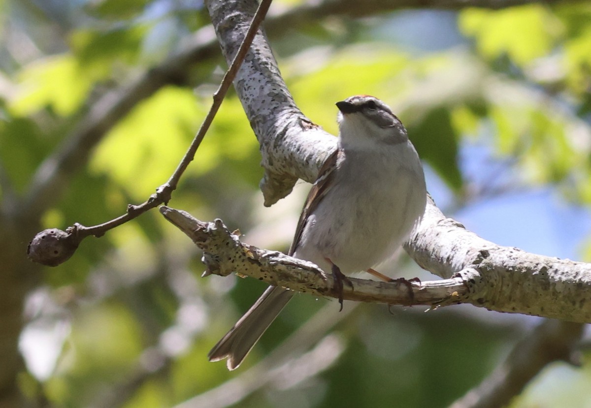 Chipping Sparrow - ML619882826