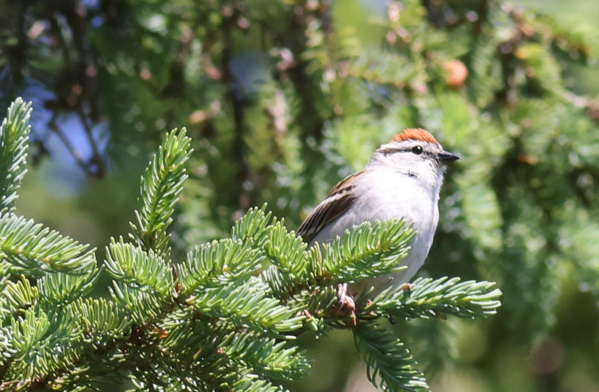 Chipping Sparrow - ML619882827