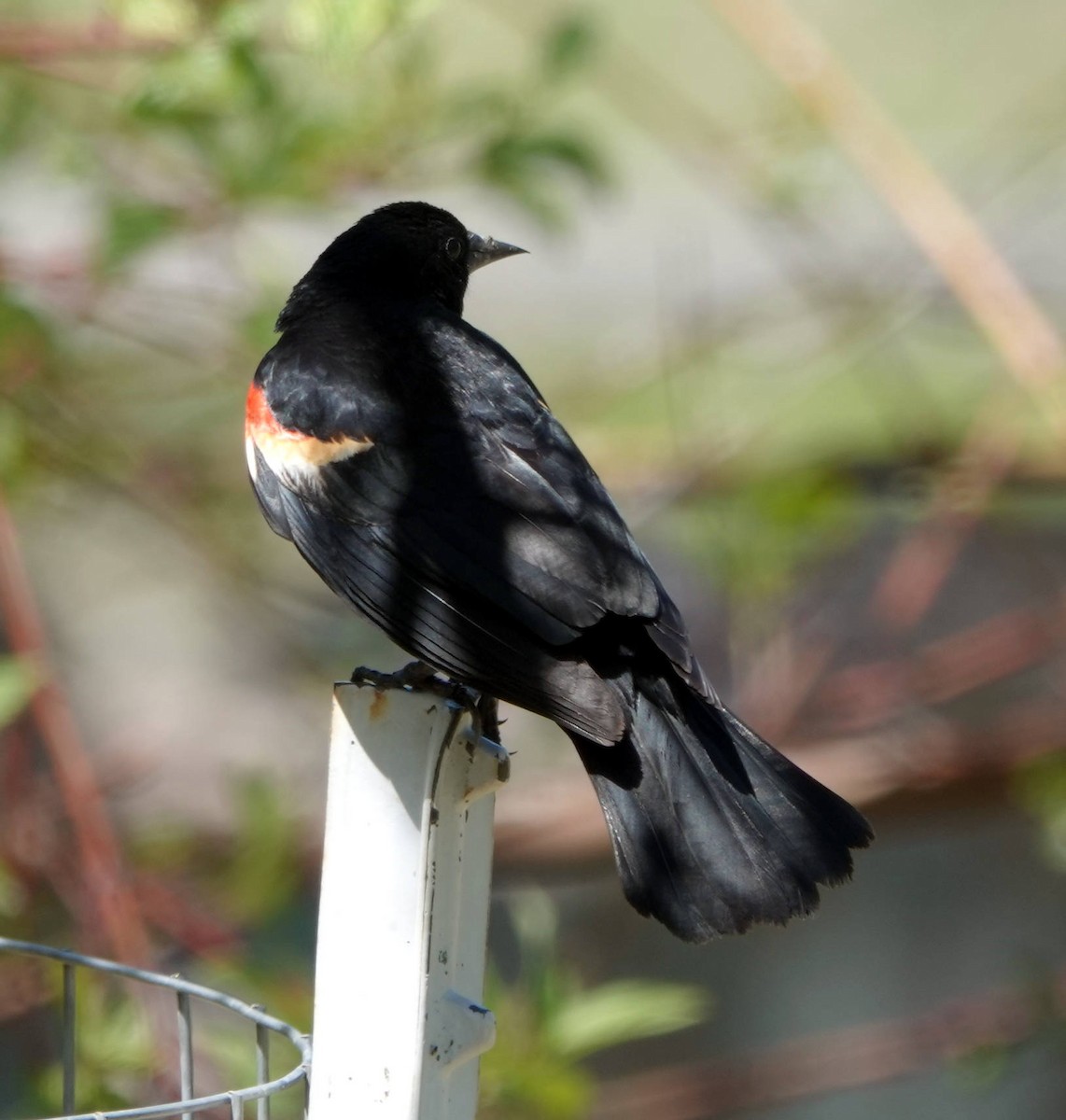Red-winged Blackbird - ML619882828