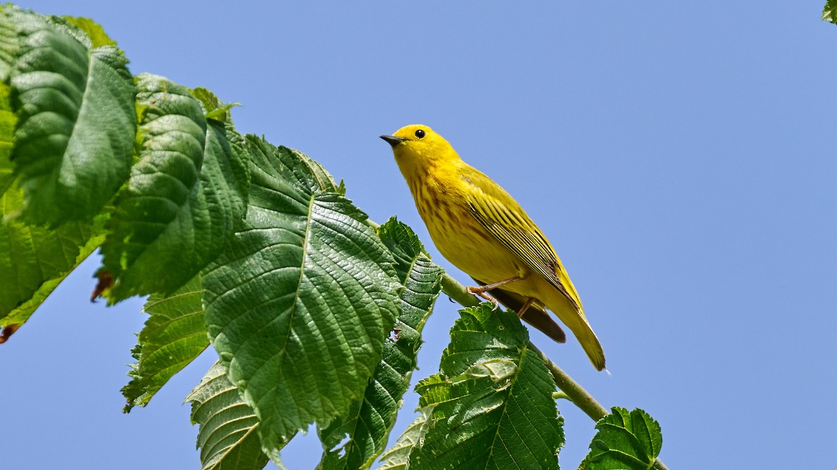 Paruline jaune - ML619882829