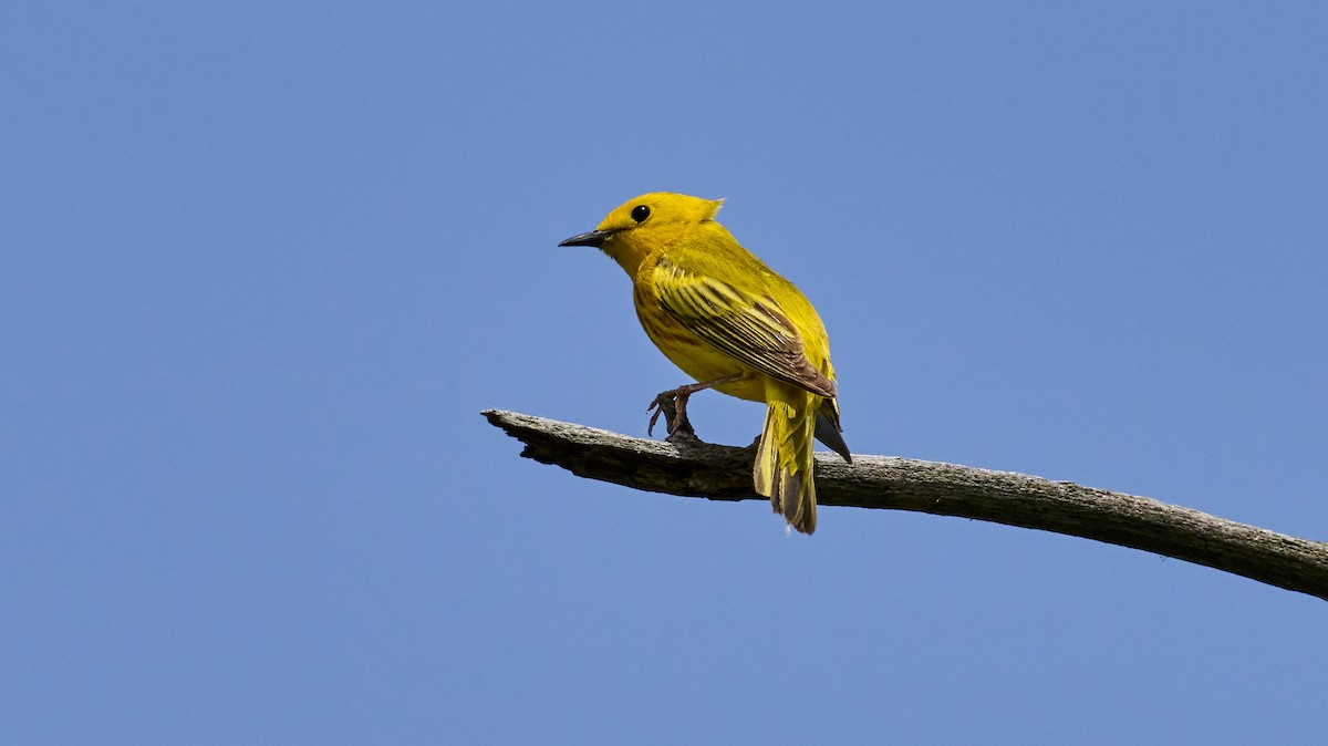 Yellow Warbler - ML619882832