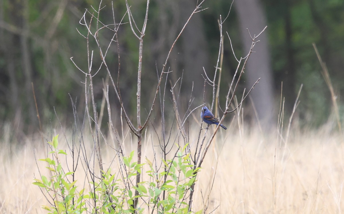 Blue Grosbeak - ML619882835