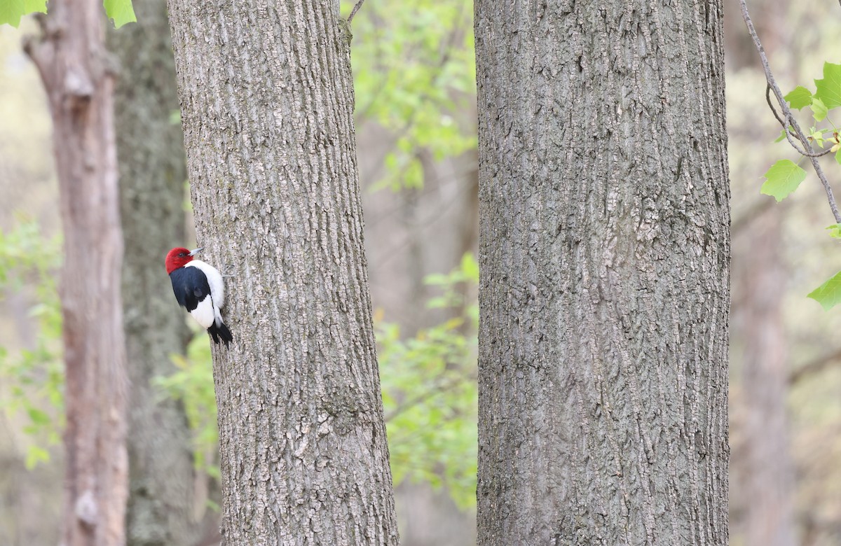 Red-headed Woodpecker - ML619882840