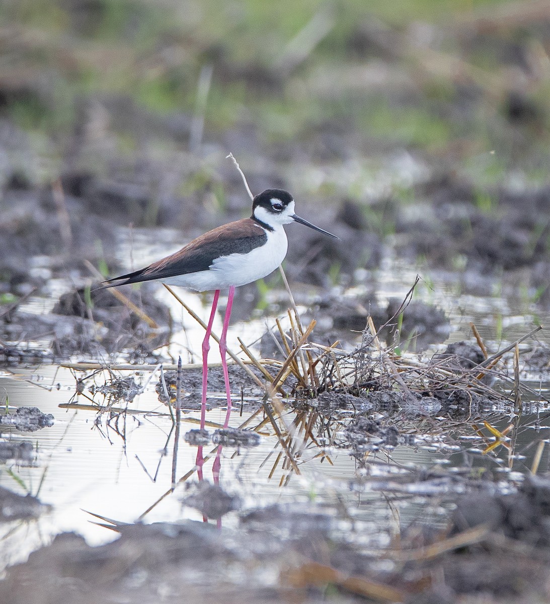 Black-necked Stilt - ML619882844