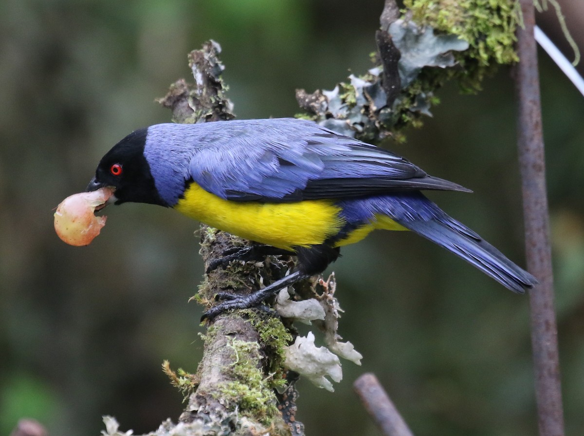 Hooded Mountain Tanager - ML619882858