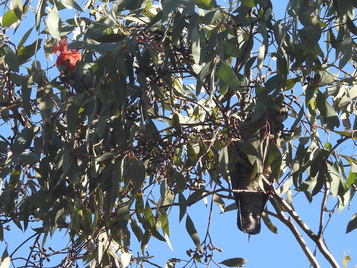 Gang-gang Cockatoo - ML619882859