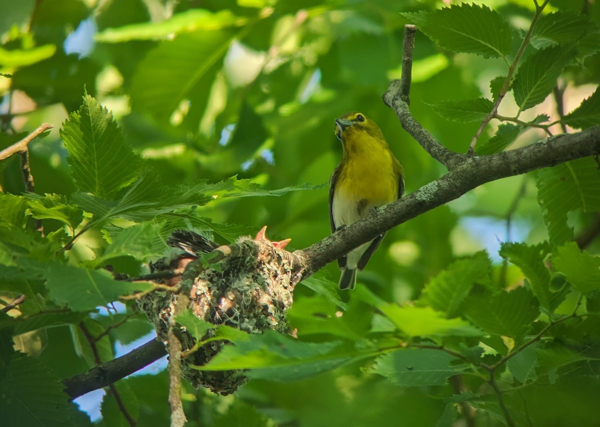 Viréo à gorge jaune - ML619882860