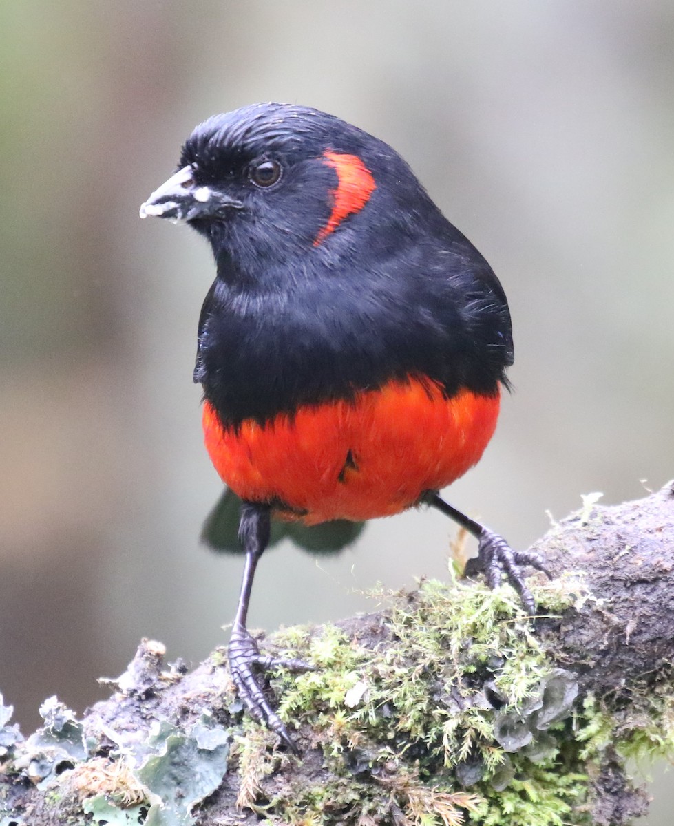 Scarlet-bellied Mountain Tanager (Scarlet-bellied) - ML619882872