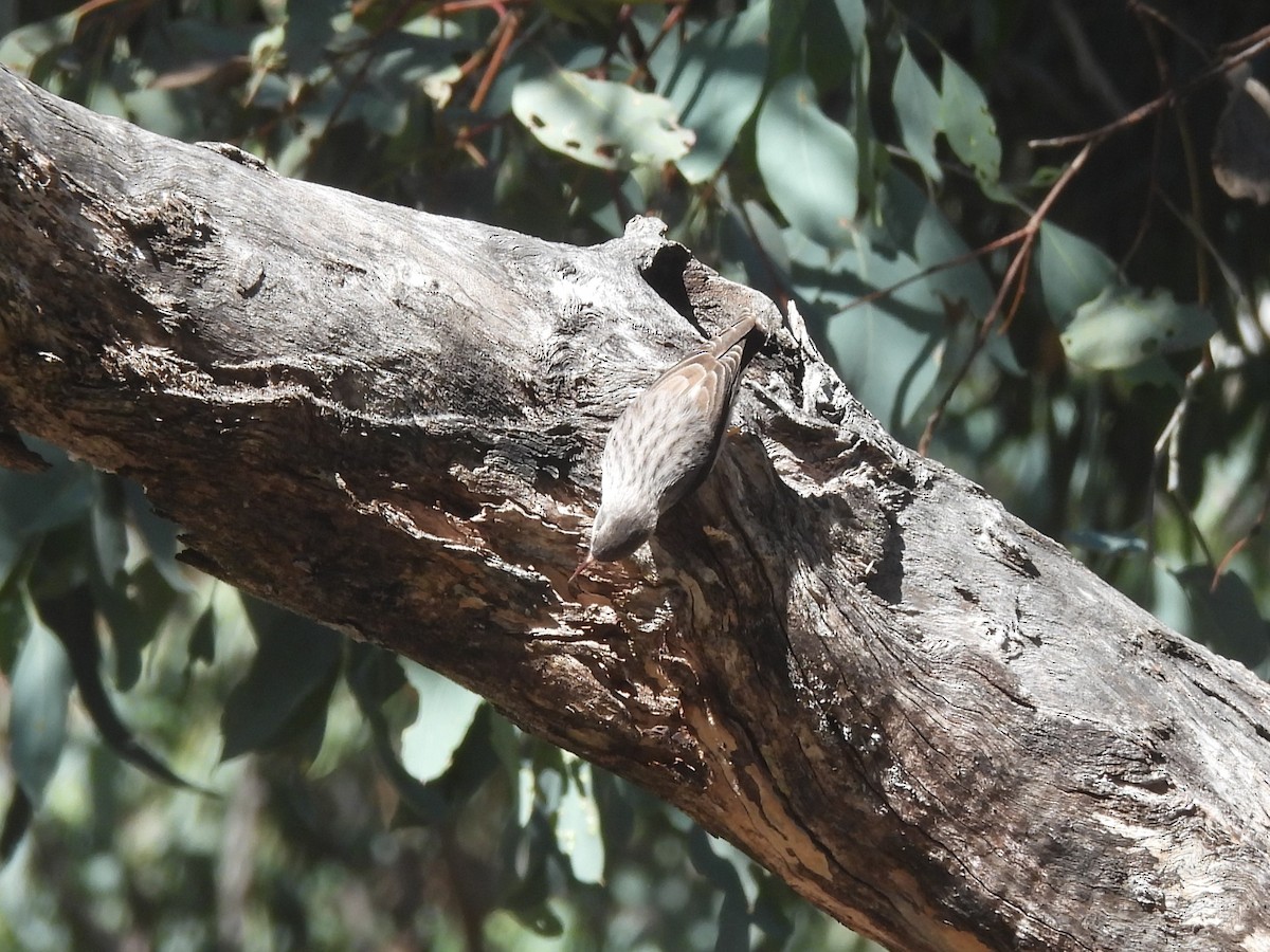 Varied Sittella - ML619882874