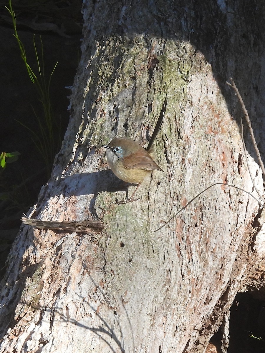 Superb Fairywren - ML619882883