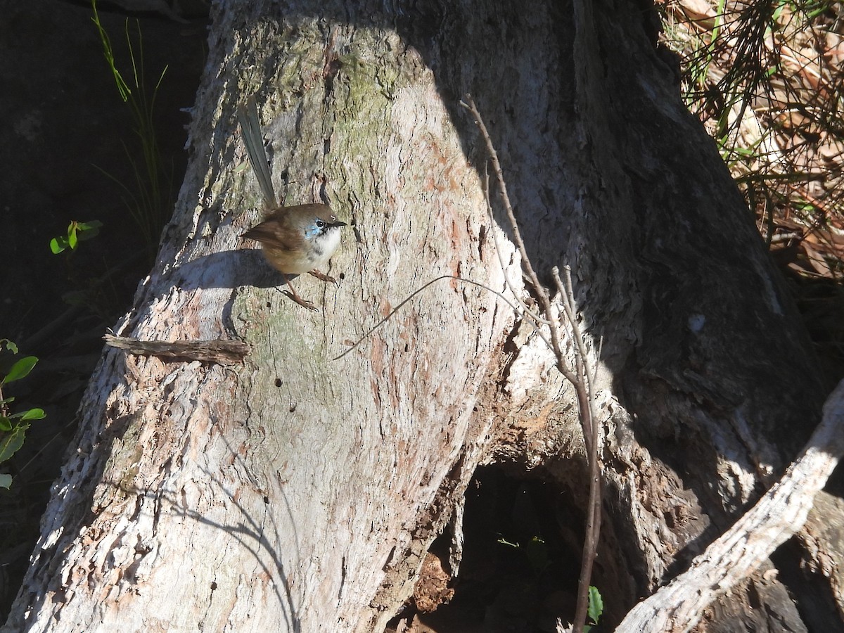 Superb Fairywren - Tris Allinson