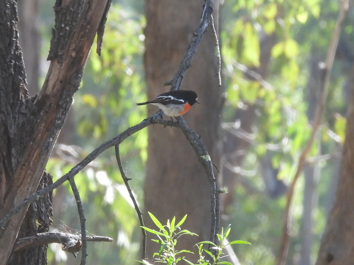 Scarlet Robin - ML619882887