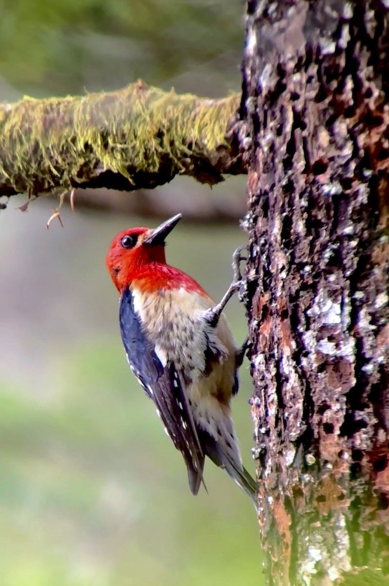 Red-breasted Sapsucker - ML619882898