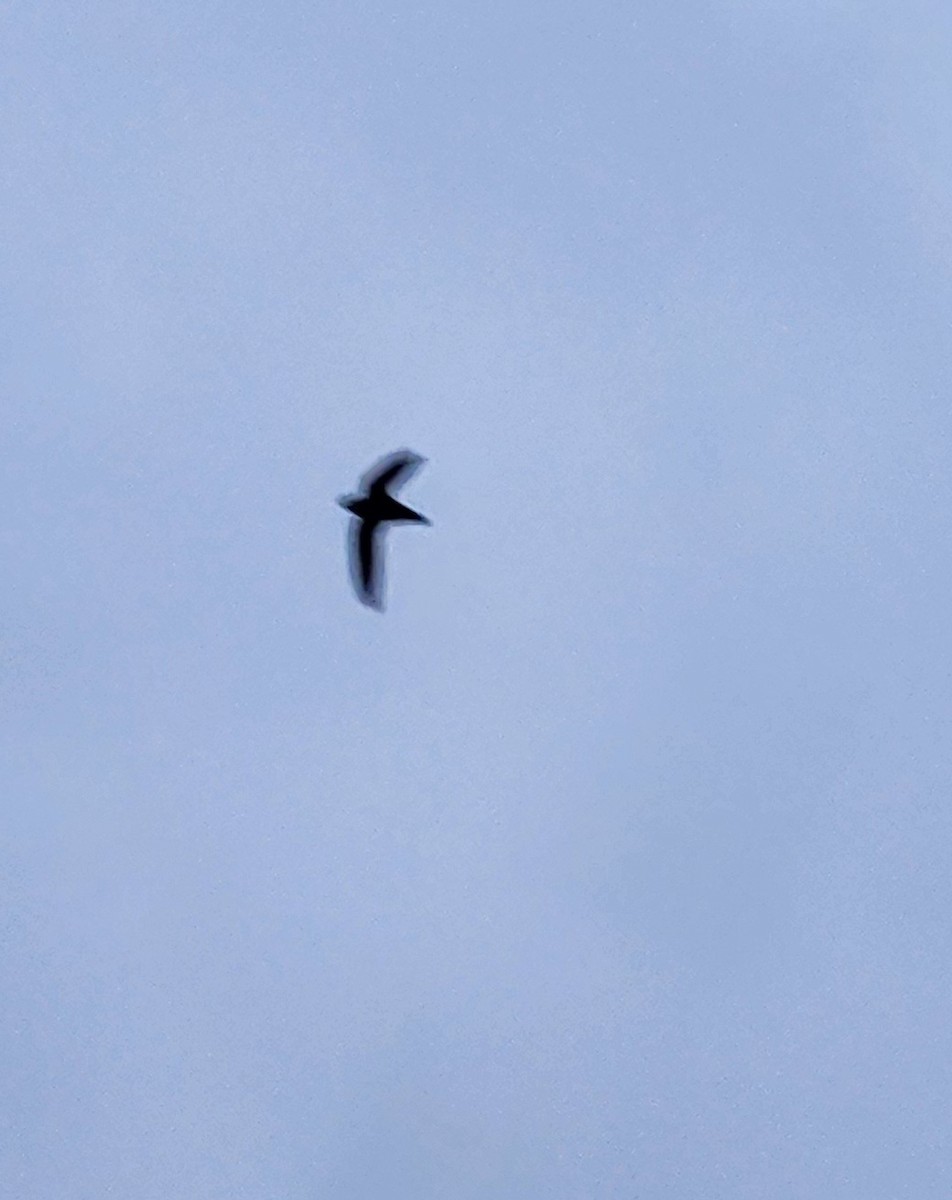 Chimney Swift - ML619882917