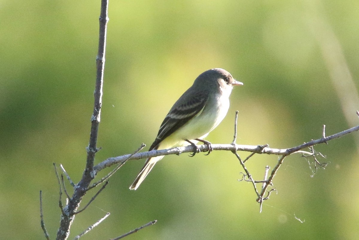 Willow Flycatcher - ML619882923