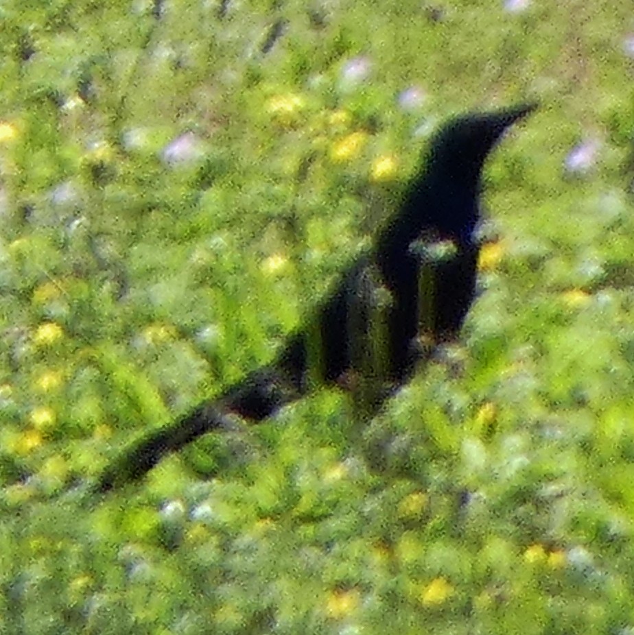 Great-tailed Grackle - ML619882925