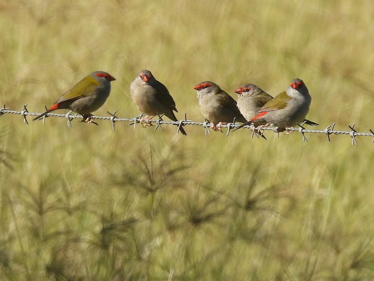 Red-browed Firetail - ML619882926