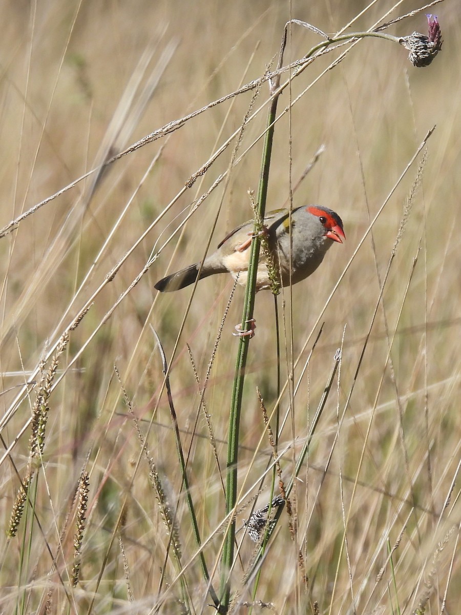 Red-browed Firetail - ML619882927