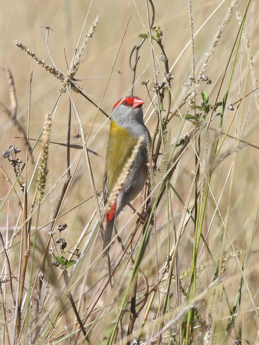 Red-browed Firetail - ML619882928